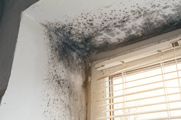 Affordable Mold Remediation solutions in Andover, MA